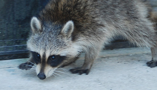 Raccoon Removal in Munster