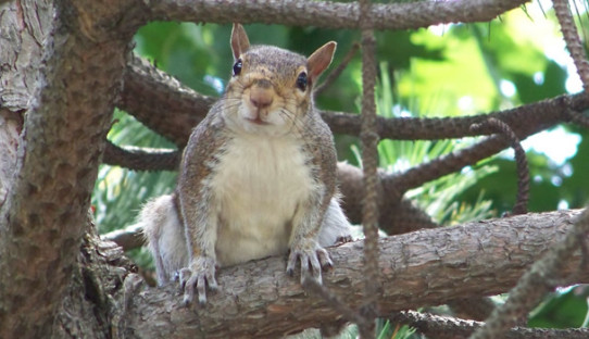 Squirrel Removal in Munster